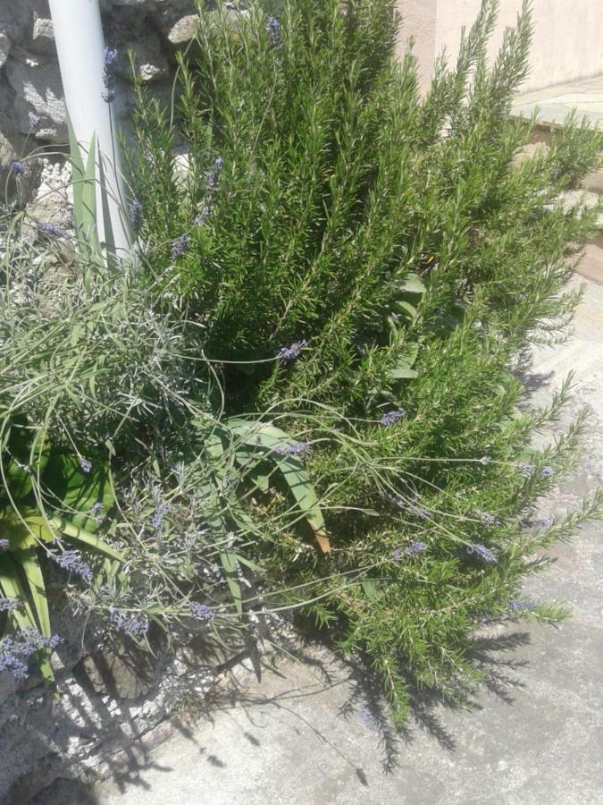 شقة Carrodano Inferiore  في Monolocale Per Coppia المظهر الخارجي الصورة